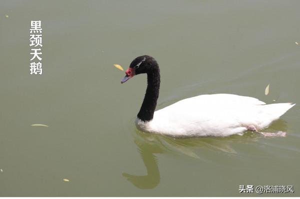 家鵝與天鵝是近親嗎？兼談家鵝與天鵝的區別