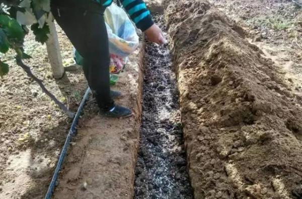 院子裡不能種葡萄樹？家人出事就賴葡萄樹？是科學還是迷信？