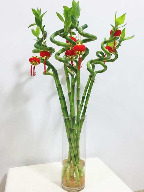 家中養&OpenCurlyDoubleQuote;5種竹&rdquo;，富貴不俗，護家祥瑞，好日子節節高升