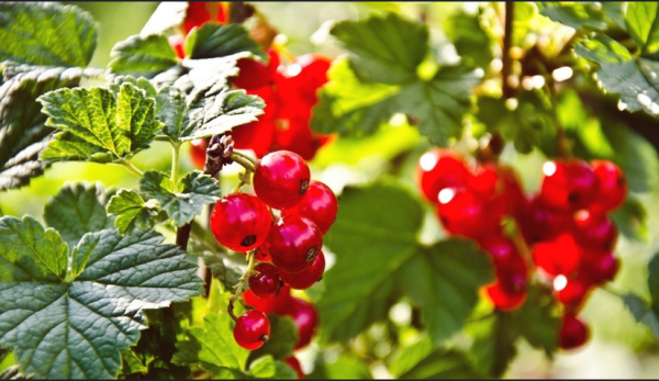 一畝田釋出水果新品種報告：紅肉蘋果、粉紅菠蘿等22個新品種入選