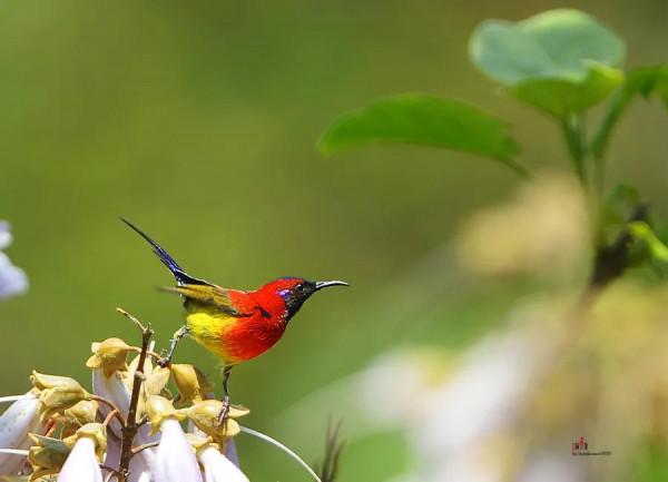 分享圖片,色彩斑斕,美麗無比的太陽鳥 分享圖片,色彩斑斕,美麗無比的太陽鳥