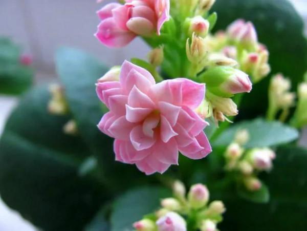 老花匠建議，臘月出生的花友，在家裡養上四種花，漂亮又旺人