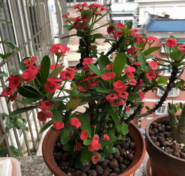 4種“漂亮花”,從年頭開到年尾,耐旱又耐曬,一年賞花300天 4種“漂亮花”,從年頭開到年尾,耐旱又耐曬,一年賞花300天