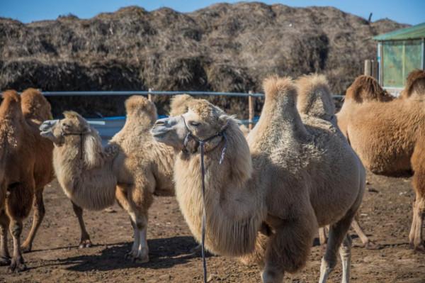 三天三季-我的烏蘭布統之旅-第五篇