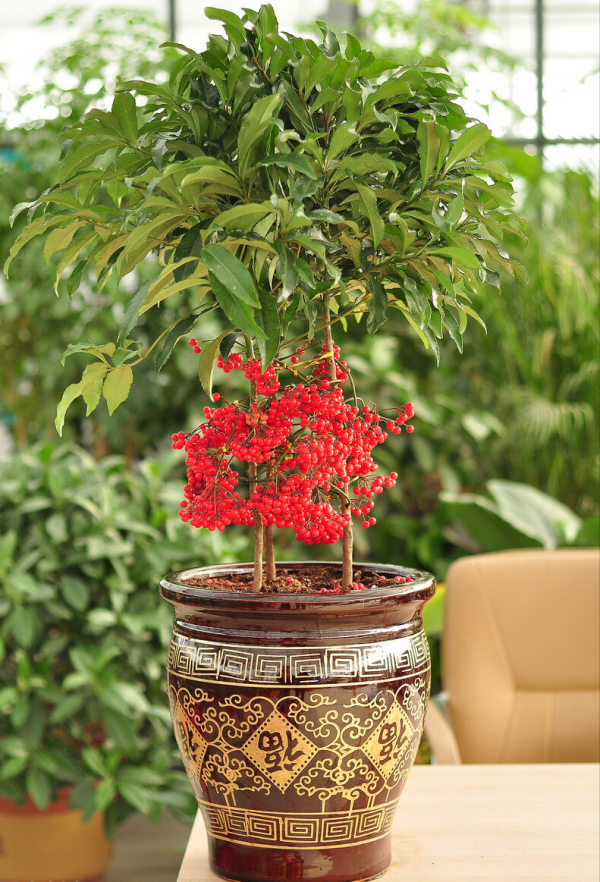 7種&OpenCurlyDoubleQuote;吉祥果&rdquo;家裡放一盆，鮮紅欲滴真可愛，喜氣洋洋顯&OpenCurlyDoubleQuote;富貴&rdquo;