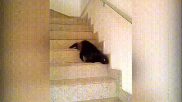 液體貓咪之謎：為什麼說貓都是液體？這竟然是被證明過的科學結論