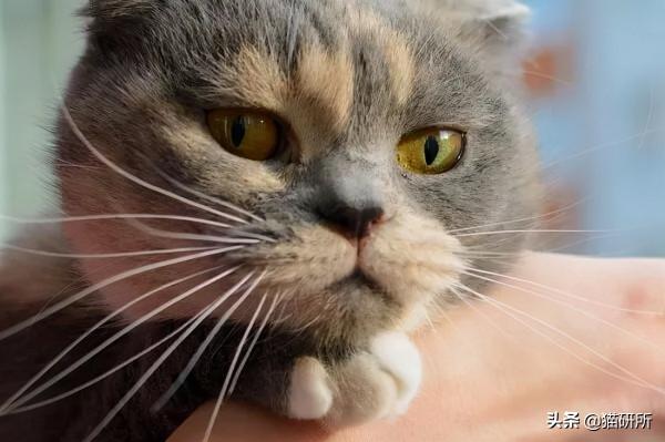 貓咪“鬥雞眼”是咋回事,會影響正常生活嗎? 貓咪“鬥雞眼”是咋回事,會影響正常生活嗎?