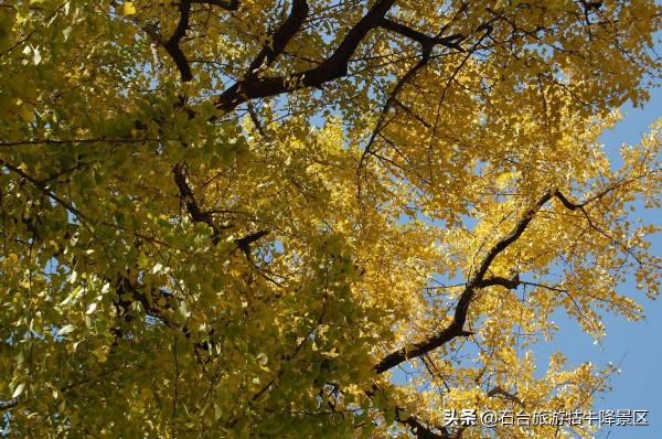 太治癒了！初冬美景全新上線