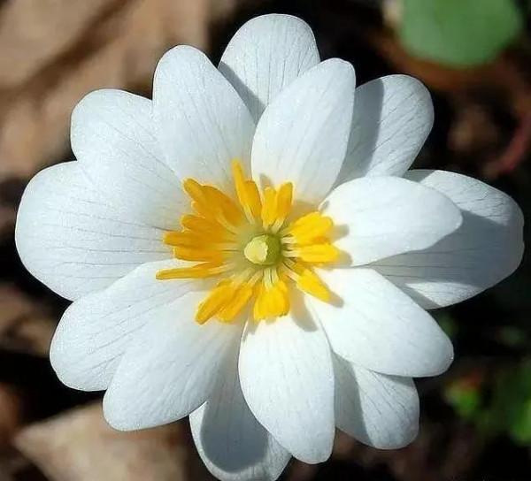 雪割草，漂亮而名貴的花