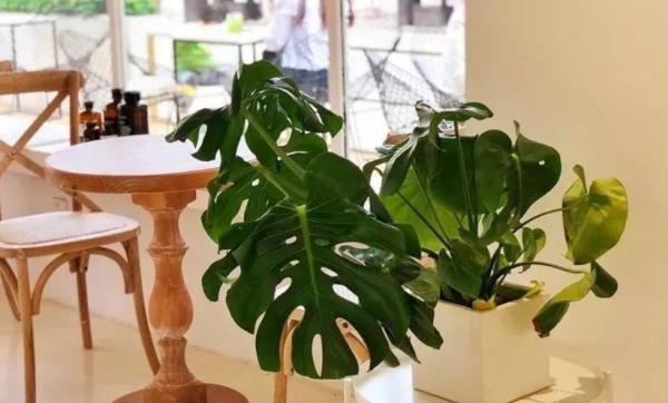 甭再說騙你花錢了，將這些樹皮腐熟養花，肥效好還能改善土質