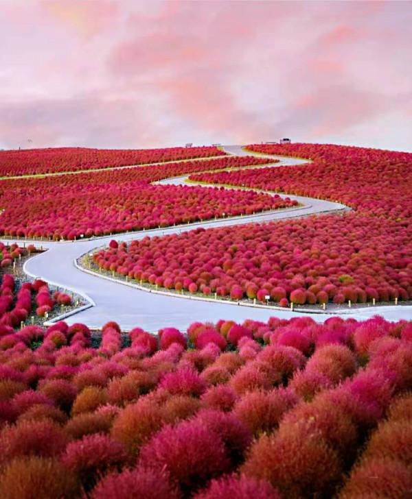 發現一片美得讓人心醉的草，圍觀拍照的人太多，保安都攔不住