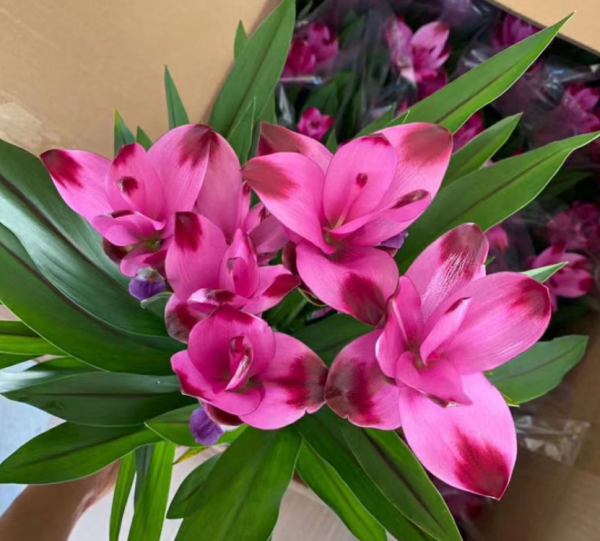 生薑也能開“荷花”？一個星期就發芽，開出比臉還大的“荷花”