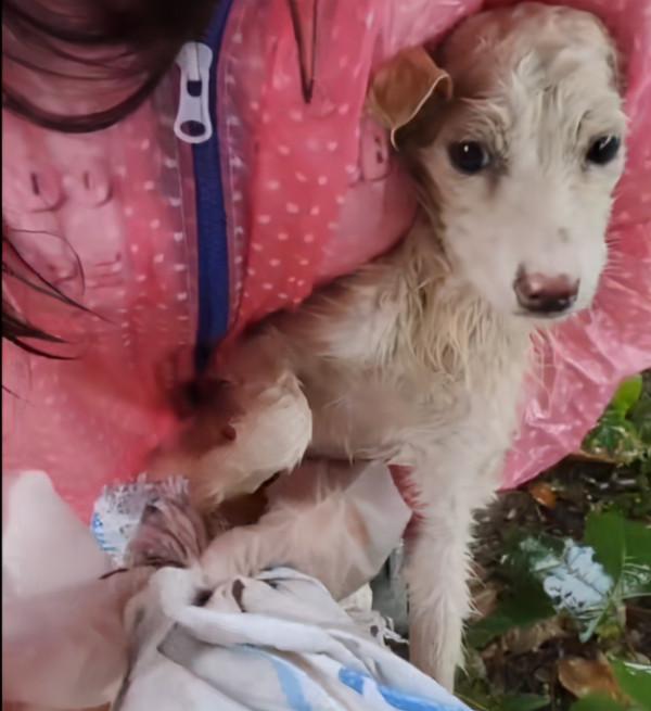 湖北：鐵絲綁後腿，在雨中淋了3天雨，被救後誰還不是漂亮的狗狗