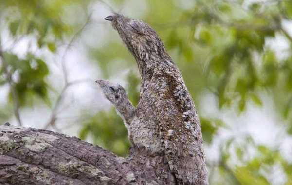 林鴟鳥和大麻鳽是真的能偽裝，不仔細看，都發現不了它們