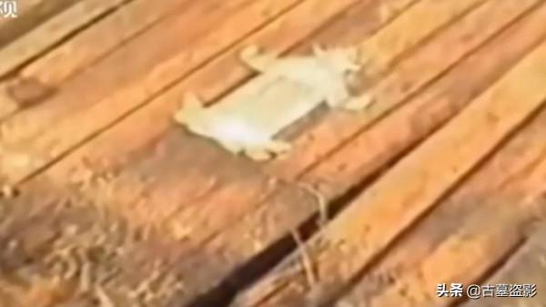 “靖康之難”北宋公主墓:被金人擄去,又遭毒殺身亡,殉葬完顏晏 “靖康之難”北宋公主墓:被金人擄去,又遭毒殺身亡,殉葬完顏晏