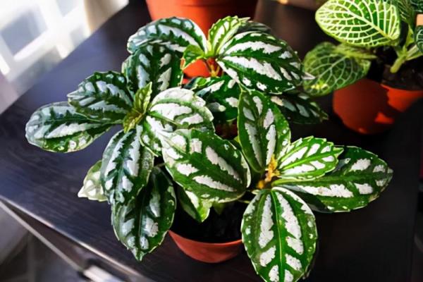 38種超級耐陰的花,沒光也能養爆盆,養在陽臺客廳超有範兒 38種超級耐陰的花,沒光也能養爆盆,養在陽臺客廳超有範兒