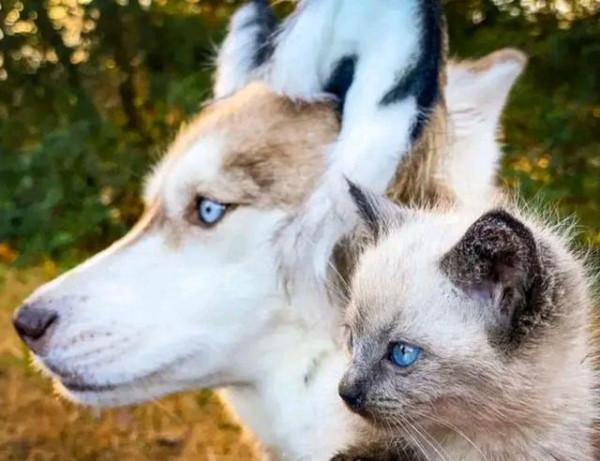 哈士奇一口氣叼回7只小貓,主人想發脾氣又不敢:自己的娃自己養 哈士奇一口氣叼回7只小貓,主人想發脾氣又不敢:自己的娃自己養