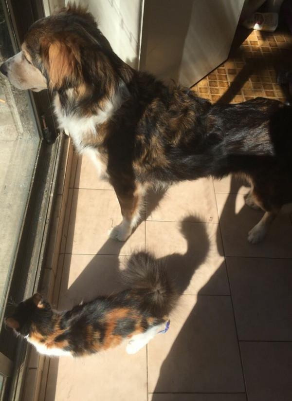 50只有其他媽媽兄弟的可愛動物