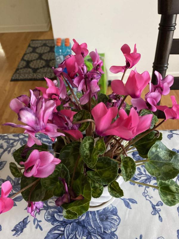 古人說的盆花五姊妹，一個比一個漂亮，放在居室真美觀