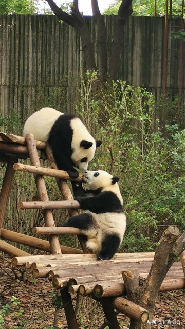 可愛又呆萌的國寶熊貓誰不喜歡