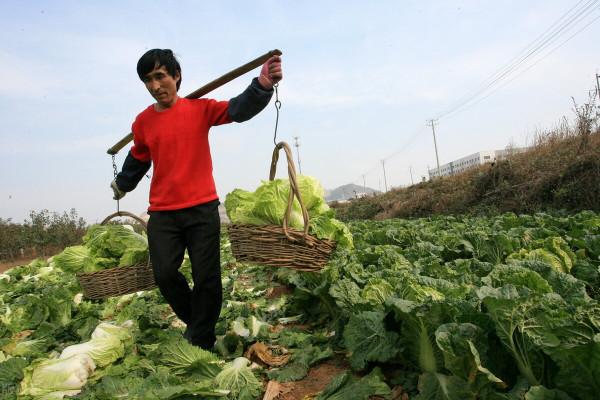 蔬菜降價了？新一輪寒潮“發貨”，3種蔬菜提前漲價，後續如何？