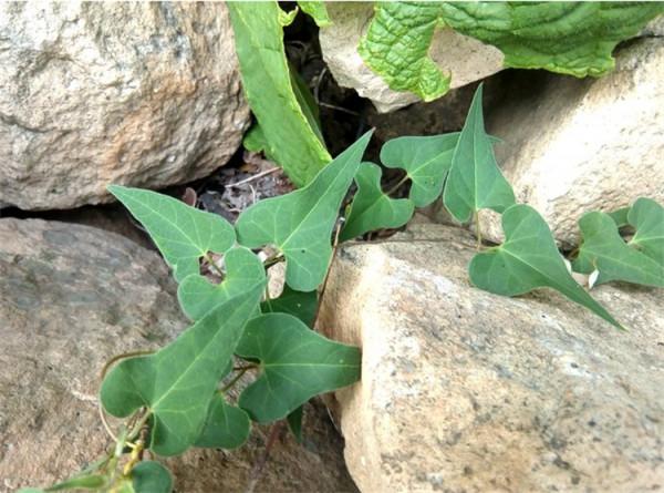 石縫裡一種“白人參”,路過不留意當雜草,少有人知具體珍貴价值 石縫裡一種“白人參”,路過不留意當雜草,少有人知具體珍貴价值