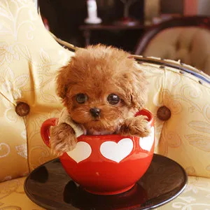 “人造寵物”,是可愛還是可悲? “人造寵物”,是可愛還是可悲?