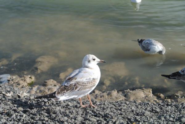 開著最大的探嶽出去玩是什麼心情