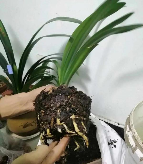 養花出現4個現象，說明該翻盆了，否則以後長不旺