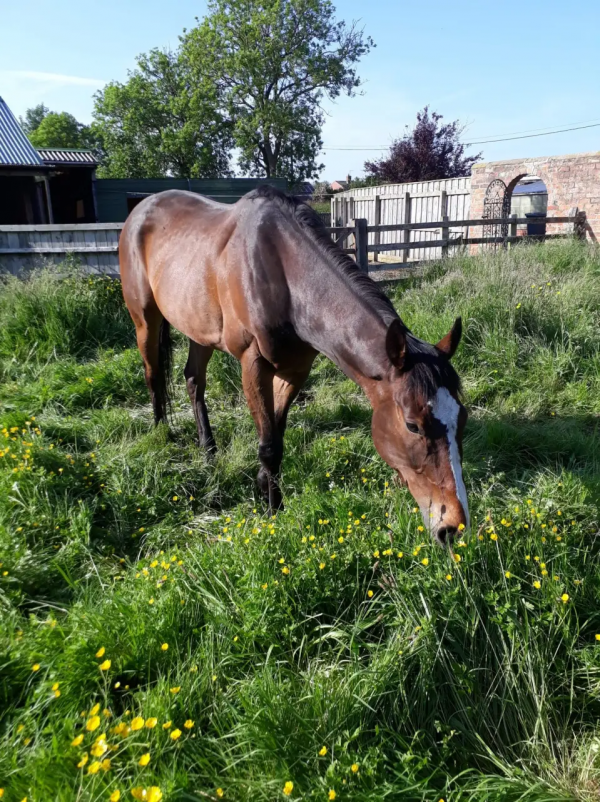 英國奶奶總覺得鄰居家的馬沒吃飽,偷餵它胡蘿蔔,直到驚動了法院 英國奶奶總覺得鄰居家的馬沒吃飽,偷餵它胡蘿蔔,直到驚動了法院