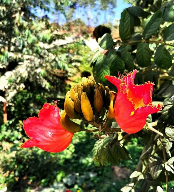 北海散記之花卉篇（下）