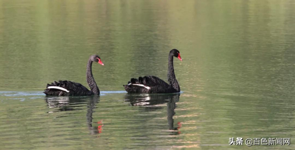 美到不捨得眨眼！來德保，邂逅黑天鵝