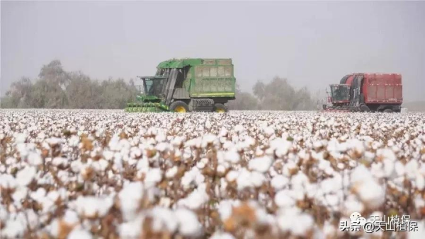 2021年棉花種植每畝地能賺2000元以上,你怎麼看? 2021年棉花種植每畝地能賺2000元以上,你怎麼看?