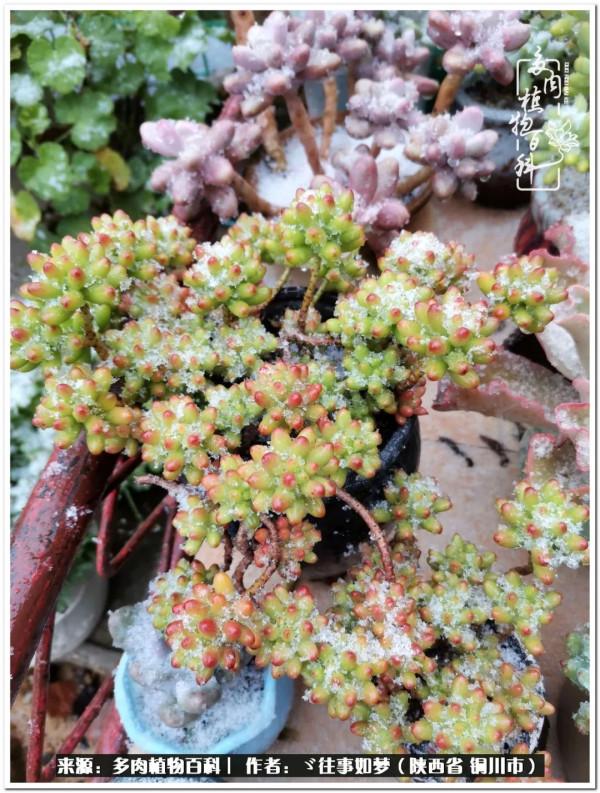 總有一段文字觸動心絃，總有那麼一盆多肉能打動你的心