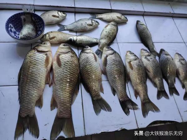 秋季遇到這幾種天氣，請假也要去釣魚，黑坑野釣都能連竿上魚