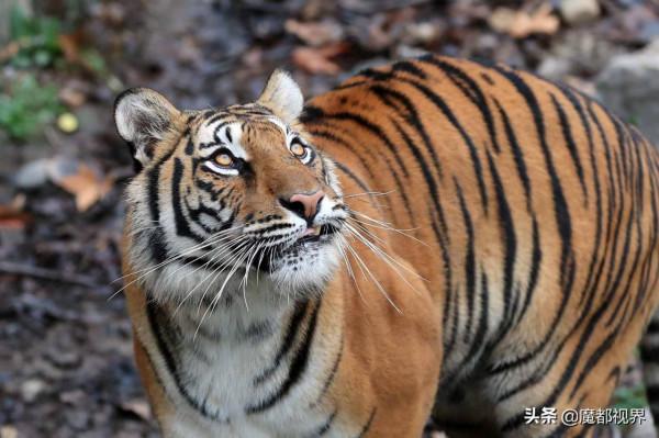 虎頭虎腦 虎虎生威 這波老虎表情包值得擁有