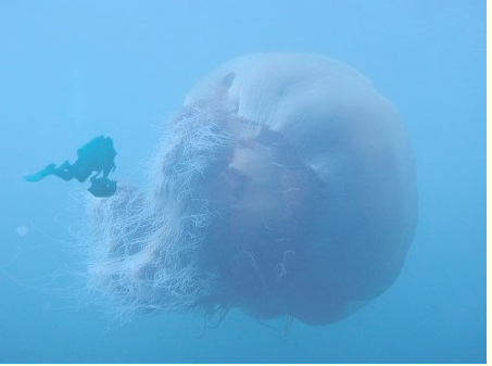 拖翻漁船、堵死核電站，這種巨型水母到底有多逆天？