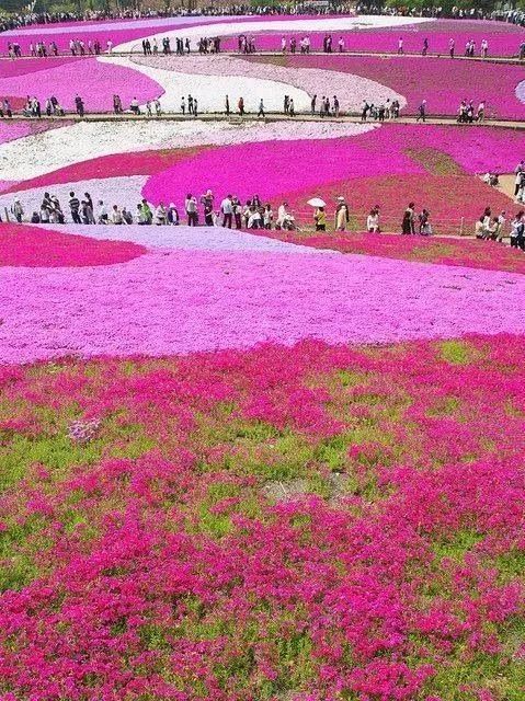 川西美景欣賞 川西美景欣賞