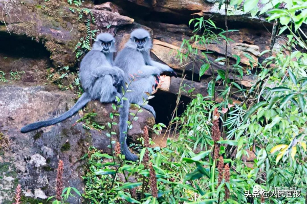 這是你不知道的高黎貢山 這是你不知道的高黎貢山