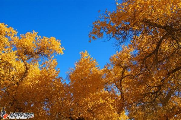 邂逅醉美金秋胡楊林