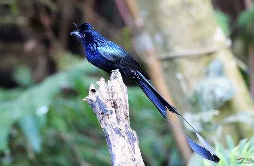 國家二級保護動物——大盤尾