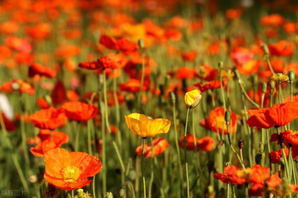 5種“漂亮花”，個個“不吉利”，你家養過沒有？