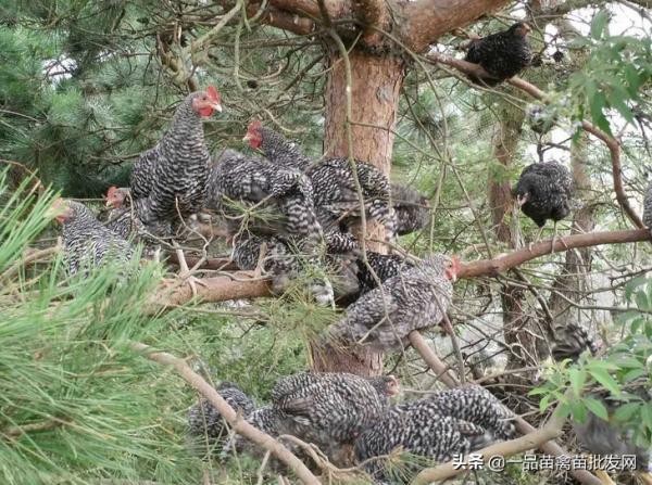 養土雞9年,我發現還是這個品種的雞最好吃 養土雞9年,我發現還是這個品種的雞最好吃