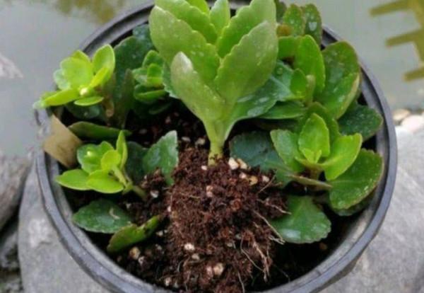 扦插5種花，不用等到春天，現在扦插也容易成活