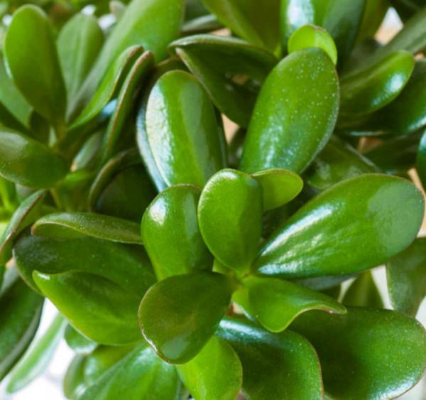 玉樹葉子發黃的原因有這5點，合理養護可使其葉子綠得油光發亮