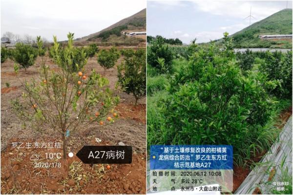 種植戶看過來，土壤改良有辦法，增產增收新希望