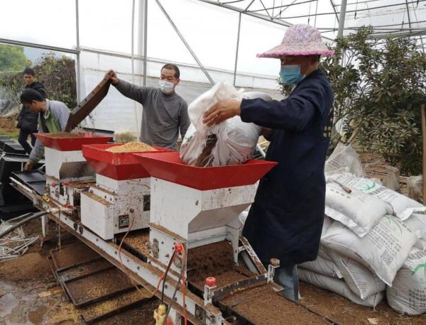 優質雜交香稻野香優航1573，豐產抗倒食味好，附機插高產栽培技術