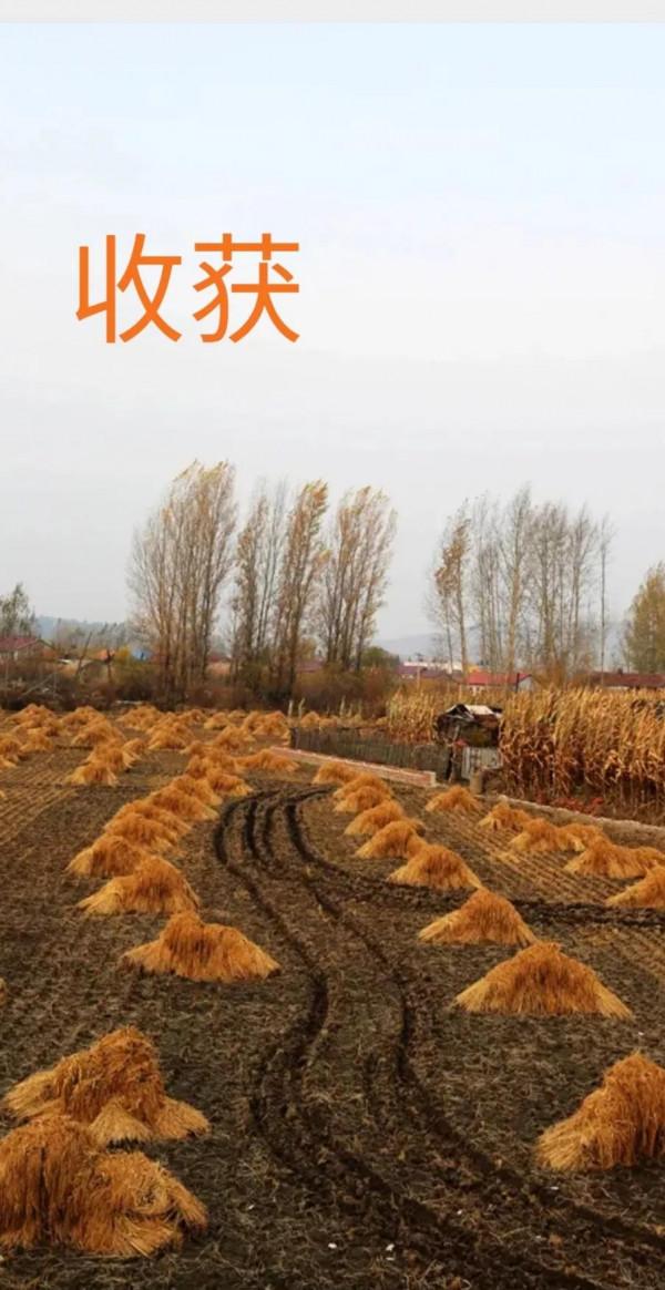 五常的秋天，不想和你說再見