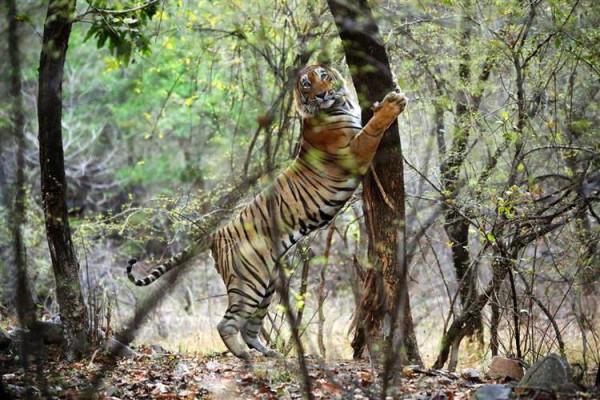 老虎再餓也有3不吃？這是為什麼？老虎到底有多厲害？