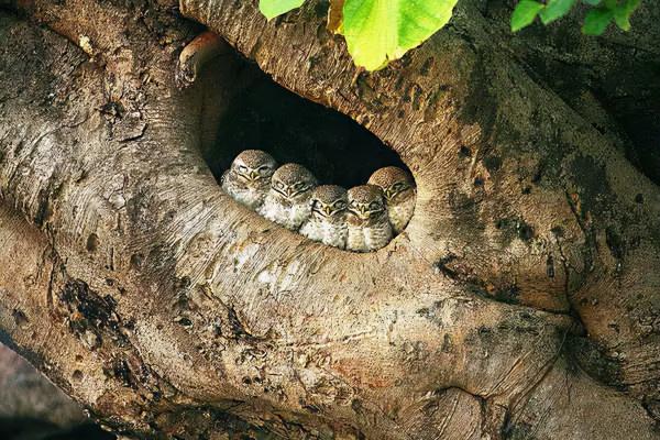 可愛而美麗的鳥類